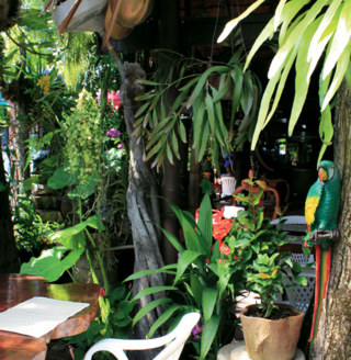 Lush vegetation @ Natural